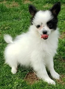 Beautiful Papillon Puppies ready