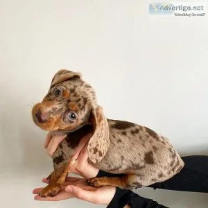 Beautiful Male and Female Dachshund Puppies now ready
