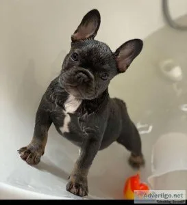 Akc registered french Bulldog puppies