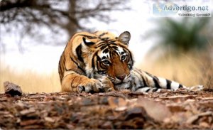 Ranthambore national park tour packages