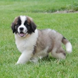 Beautiful Saint Bernard puppies for lovely families