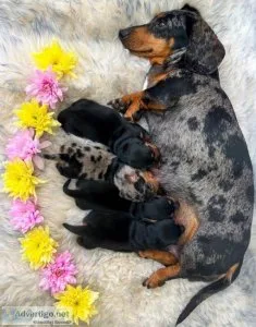 Black and Tan miniature dachshund puppy