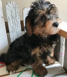 Gorgeous Yorkie Poo Puppies Ready-to-go.