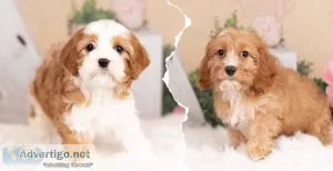 Cute Cavapoo puppies ready to go