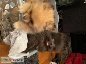 Beautiful Pomeranian male  ready for new home