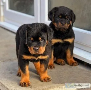 Great Family Dogs Rottweiler puppies.
