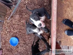 Great dane pups for sale.