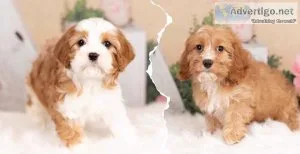 Gorgeous Male and Female Cavapoo puppies