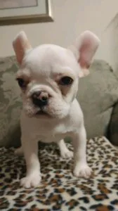 Registered Quality French Bulldogs