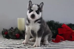 Home raised Siberian Husky puppies available