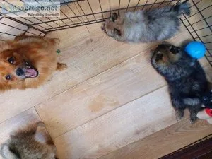 I am delighted to offer my first ever litter of the most adorabl