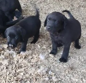 Black Labrador retriever puppies