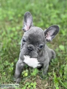 AKC Reg male blue brindle French Bulldog