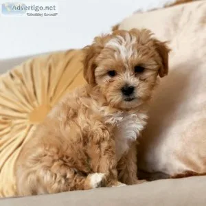 Cute and Adorable Maltipoo Puppies for Adoption
