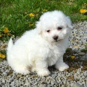 AKC Bichon Frise puppies for Sale