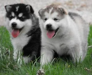 House trained Alaskan Malamute puppies for sale.