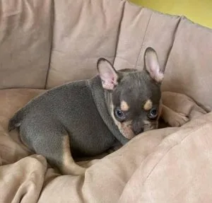 Rehoming beautiful Frenchie
