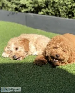 Poodles puppies for sale.