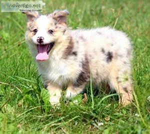 Top Healthy Australian Shepherd Puppies.