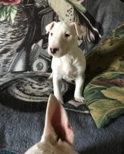 AKC Bull Terrier Puppies for sale.