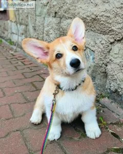 Corgi Puppies For Sale