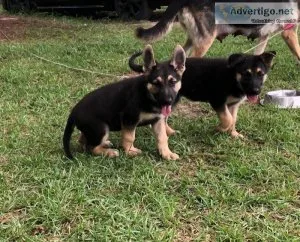 German Shepherd puppies for sale.