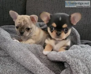 Chihuahua PUPPIES READY
