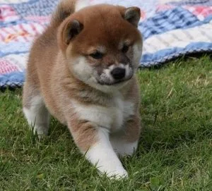 Shiba Inu Puppies For Sale.