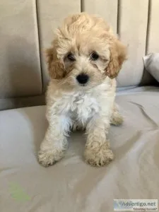 Super Maltipoo Puppies Available Now