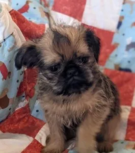 Beautiful Brussels Griffon Puppies For Sale.