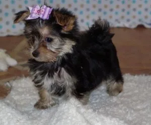 Beautiful Mokie Puppies For Sale.