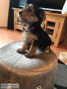 Male and female Yorkie puppies for rehoming.
