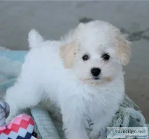 Gorgeous Schnoodle Puppies For Sale
