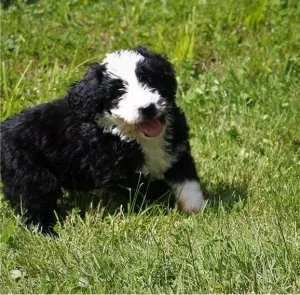 Adorable Bernese Doodle Puppies for Sale