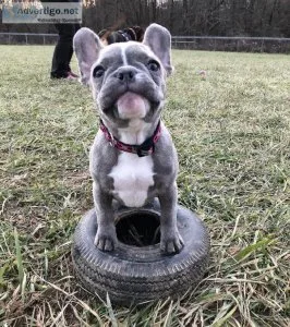 French Bulldog puppies for sale.