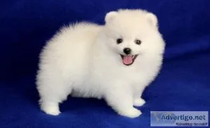 White Teacup Pomeranian Puppies