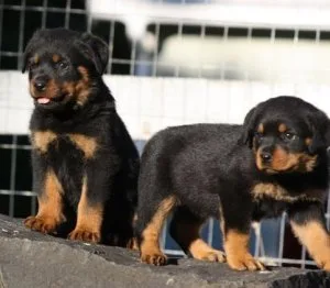 Rottweiler puppies available