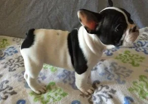 French Bulldog for sale