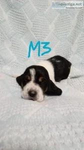 Basset Hound Puppies in North Carolina