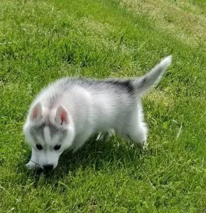 Adorable Siberian Husky Puppies.