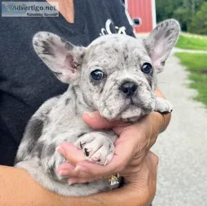 AKC Reg female French Bulldog.