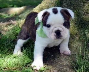 AKC Mini English Bulldog Puppies for sale.