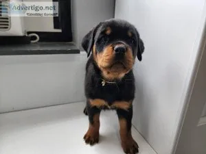 Males and females Rottweiler puppies for for sale.