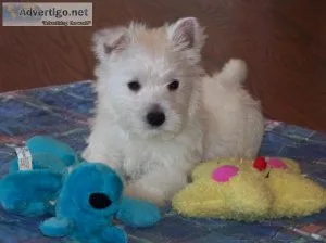 Purebred West Highland White Terrier Puppies For Sale.