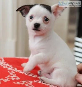Healthy Chihuahua Puppies  for sale
