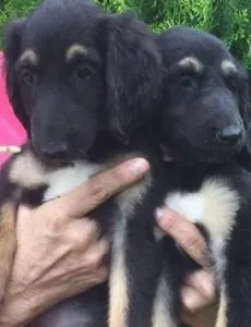Healthy Afghan Hound Puppies for sale.
