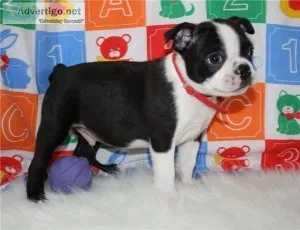 AKC Boston Terrier Puppies For Sale.