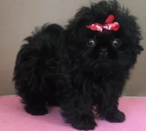 Home Raised Shih Tzu Puppies for sale.