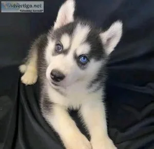 Healthy Siberian Husky Puppies