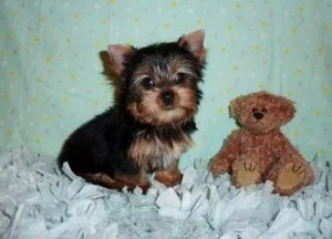 Adorable Teacup Yorkie puppies For Sale